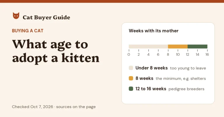 Card: what age to adopt a kitten. A week-by-week scale: under 8 weeks is too young, 8 weeks is the minimum, 12 to 16 weeks is usual for pedigree breeders.