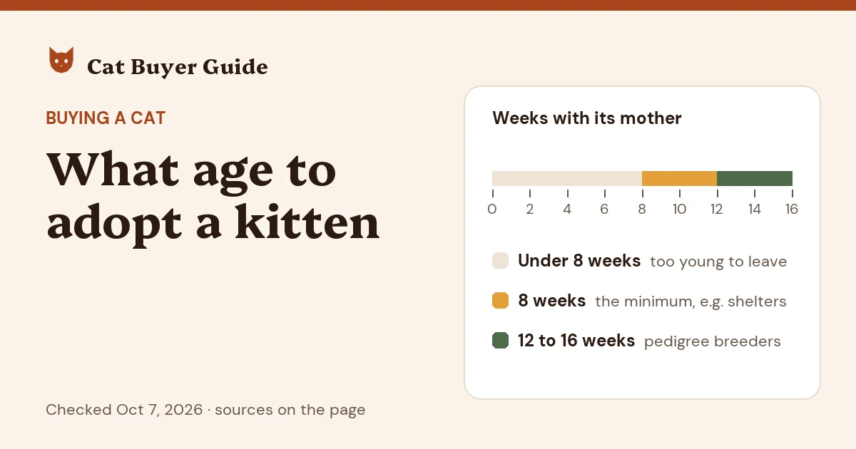 Card: what age to adopt a kitten. A week-by-week scale: under 8 weeks is too young, 8 weeks is the minimum, 12 to 16 weeks is usual for pedigree breeders.